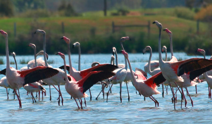 aves-flamencos-parque-natural-ria-formosa-algarve